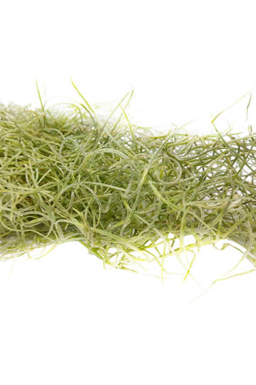 Spanish Moss Green - Tillandsia Usneoides - Yeşil Renkliİspanyol Yosunu Hava Bitkisi 60cm - 2