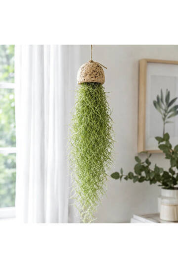 Spanish Moss Green - Tillandsia Usneoides - Yeşil Renkliİspanyol Yosunu Hava Bitkisi 60cm - 1
