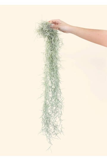 Spanish Moss SİLVER - Tillandsia Usneoides - Gümüş Renkli İspanyol Yosunu Hava Bitkisi 60cm - 2