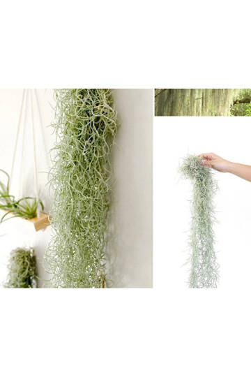 Spanish Moss SİLVER - Tillandsia Usneoides - Gümüş Renkli İspanyol Yosunu Hava Bitkisi 60cm - 1
