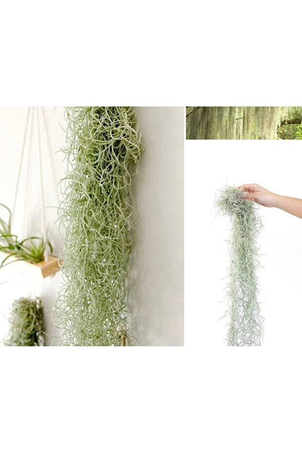 Spanish Moss SİLVER - Tillandsia Usneoides - Gümüş Renkli İspanyol Yosunu Hava Bitkisi 60cm