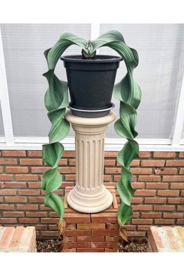 Welwitschia Mirabilis “Yaşayan Fosil” tohumu - 2 adet - 2