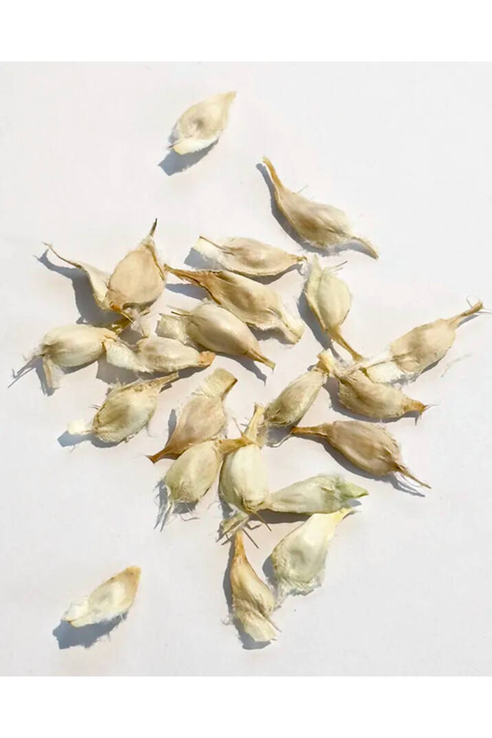 Welwitschia Mirabilis “Yaşayan Fosil” tohumu - 2 adet