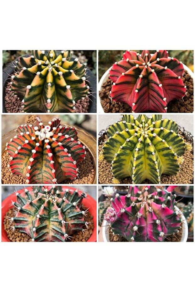 ymnocalycium Mihanovichii Variegata - Tohum Mix (SUPERIOR SET) - 3