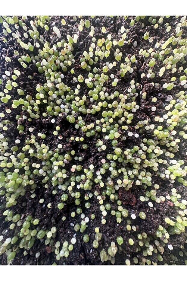 ymnocalycium Mihanovichii Variegata - Tohum Mix (SUPERIOR SET) - 2