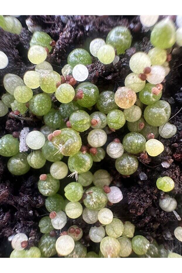 ymnocalycium Mihanovichii Variegata - Tohum Mix (SUPERIOR SET)